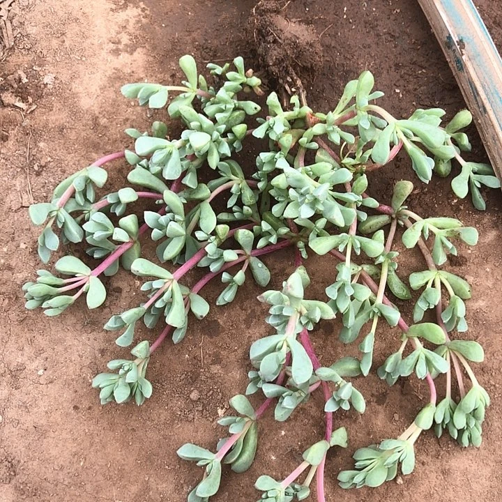 白凤菊1一物一拍连接