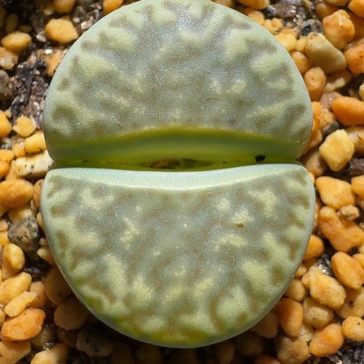 生石花112122。  101