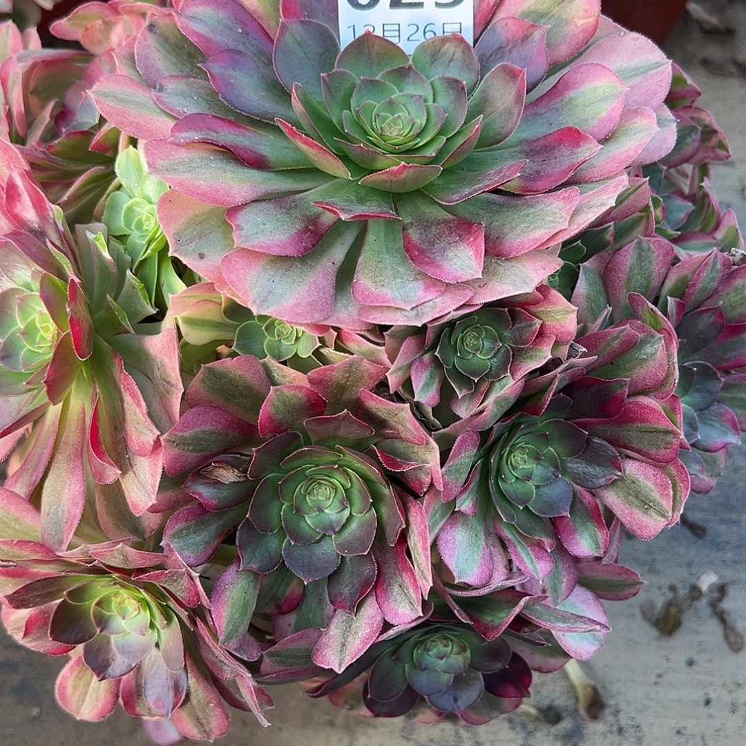 12.26-29雨荷多肉植物