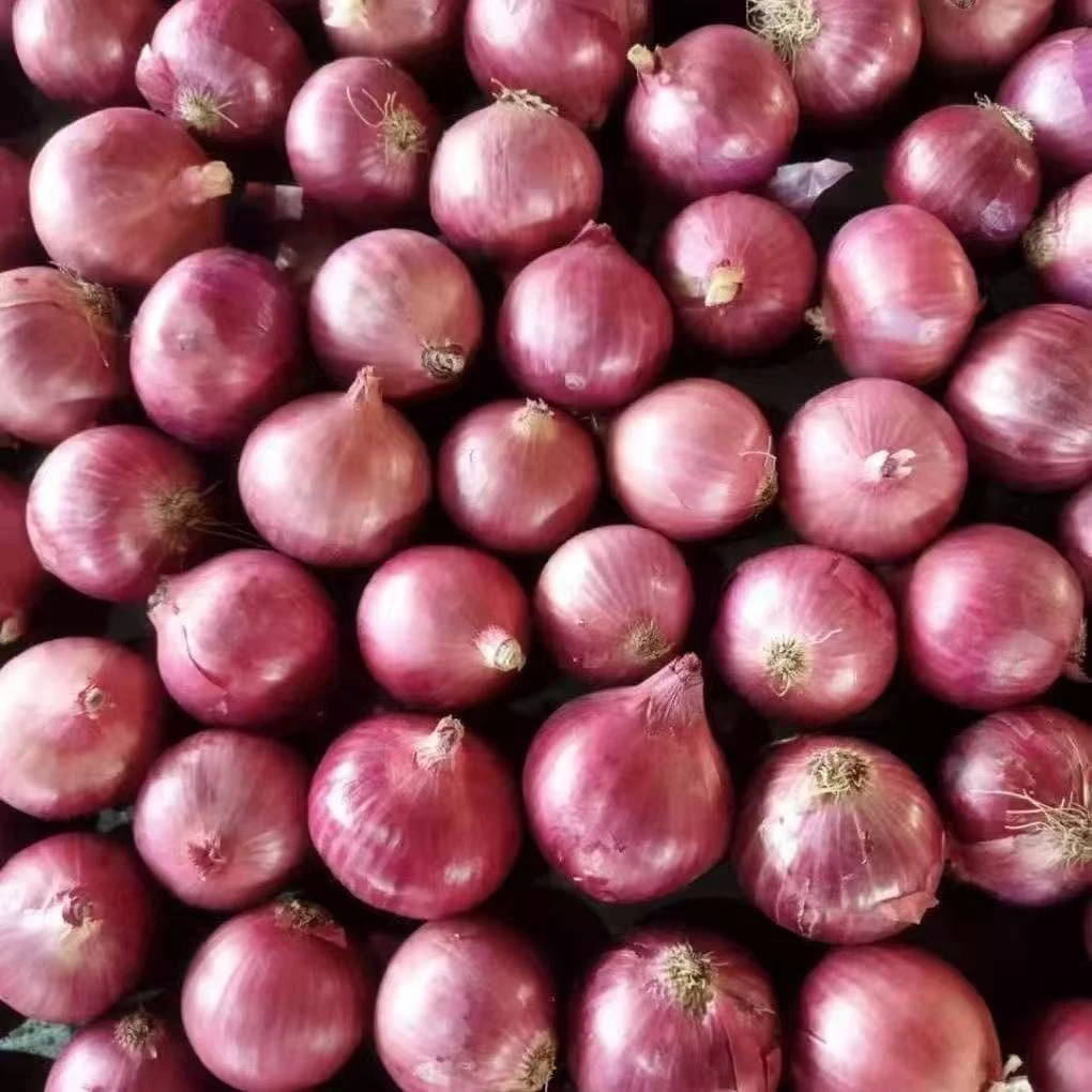 迷你小洋葱2025新上市正宗小葱头单粒圆葱珠干香葱头红葱头毛葱