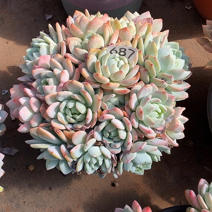 687冷香 一物一拍多肉