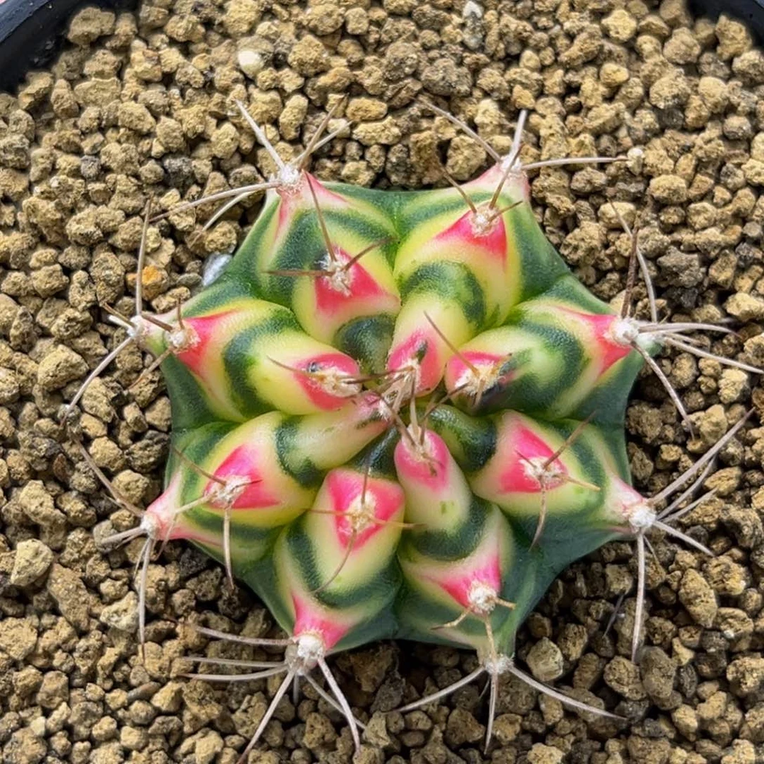 白花田 米哈仙人球