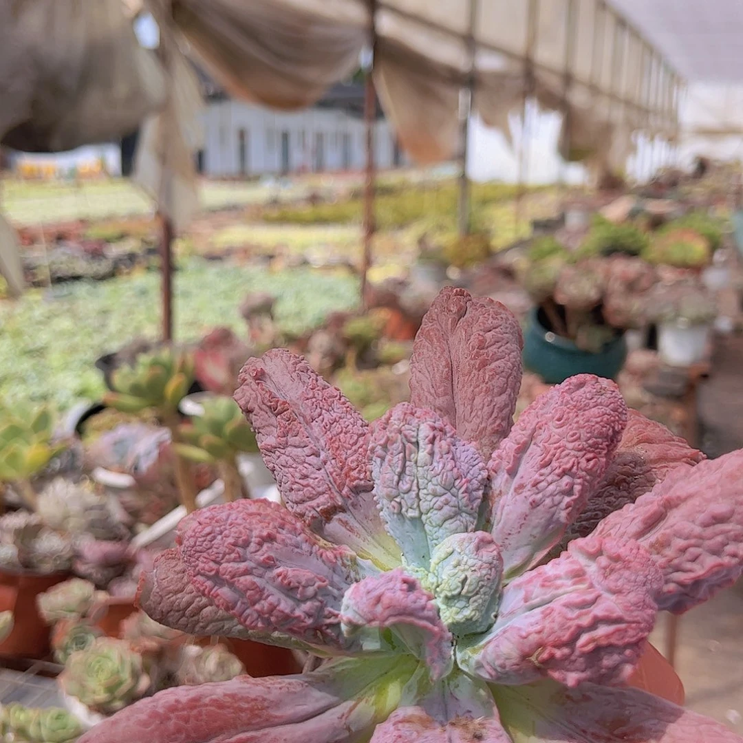 狂野男爵 多肉植物