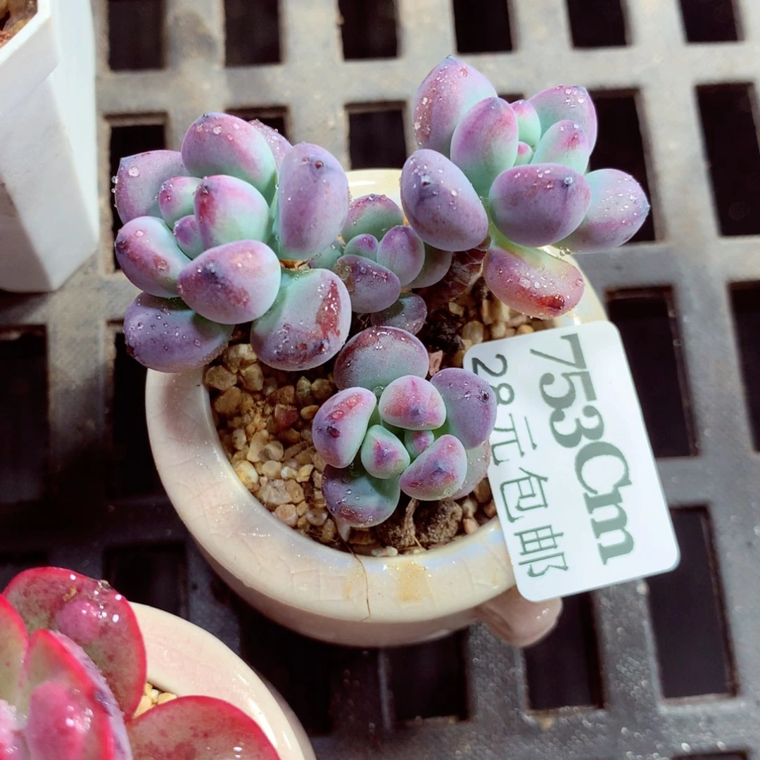 5厘米盆精控多肉753