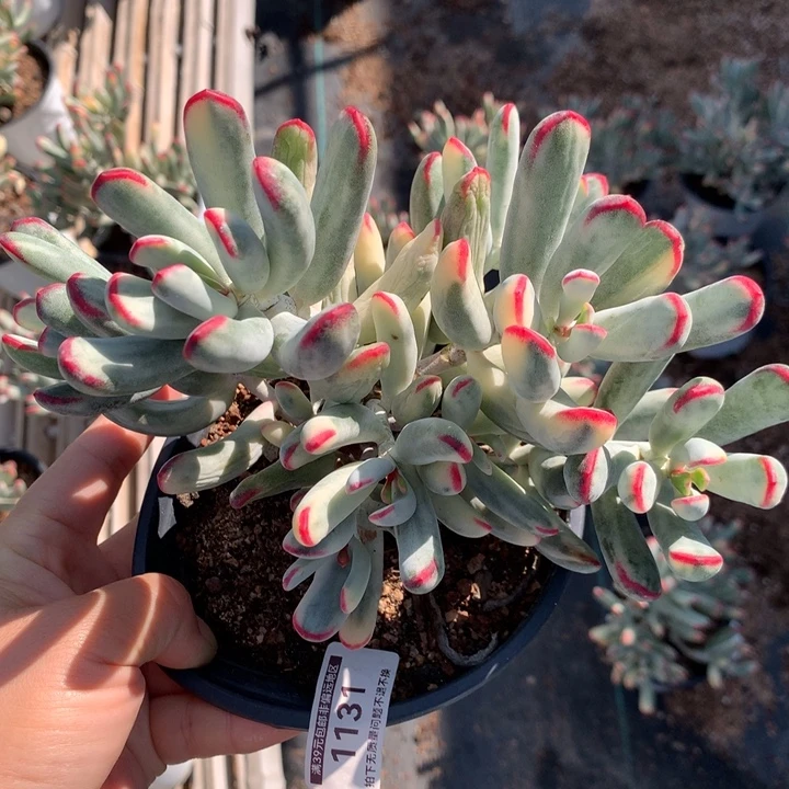 无花朵帮叶福娘锦  1131