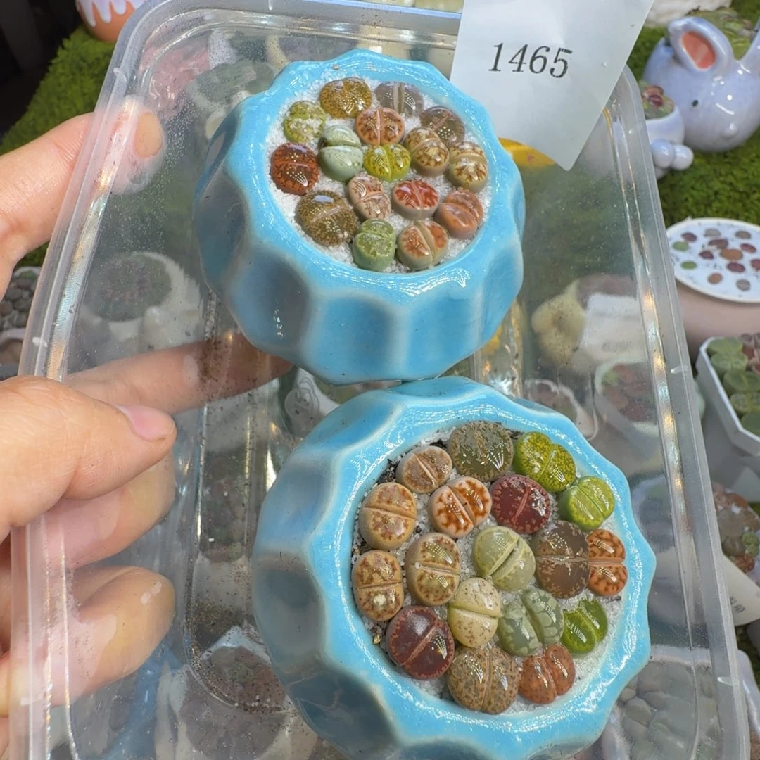 用***9多肉植物福利冲1465