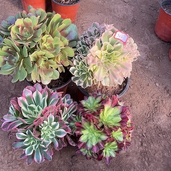 566多肉植物组合，