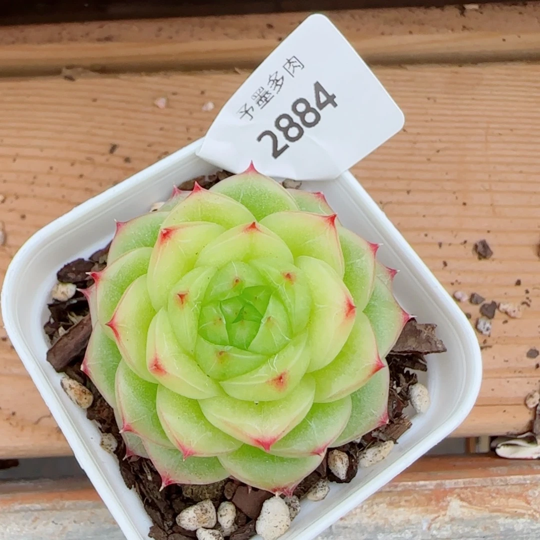 杜若珍妮，2884多肉植物