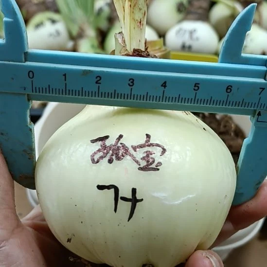 无花朵孤宝仙子7+