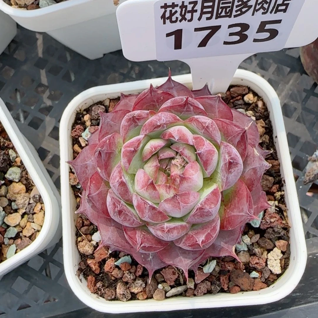 ?****?多肉植物1735……..@