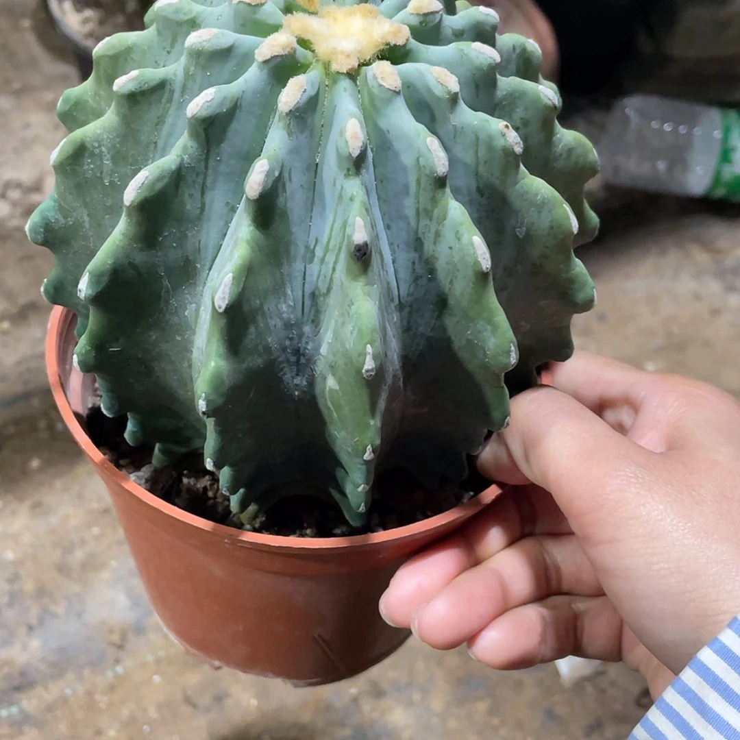 【闪购商品】A*E王冠龙实生6666