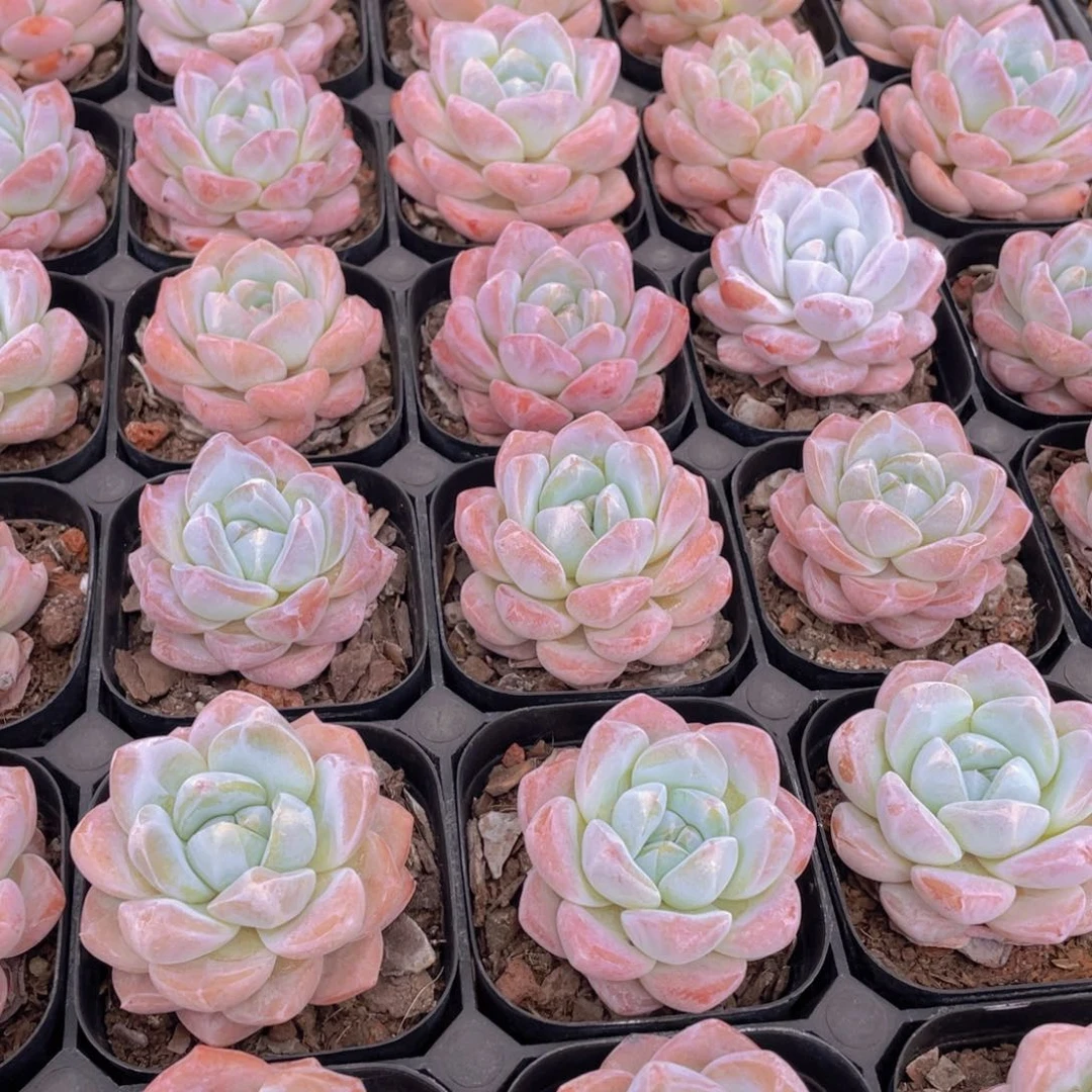 1173号 肥胖奶油大白兔单头一个