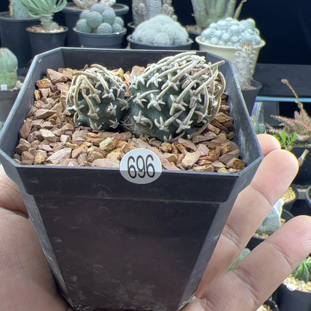 飞鸟一物一拍696，，