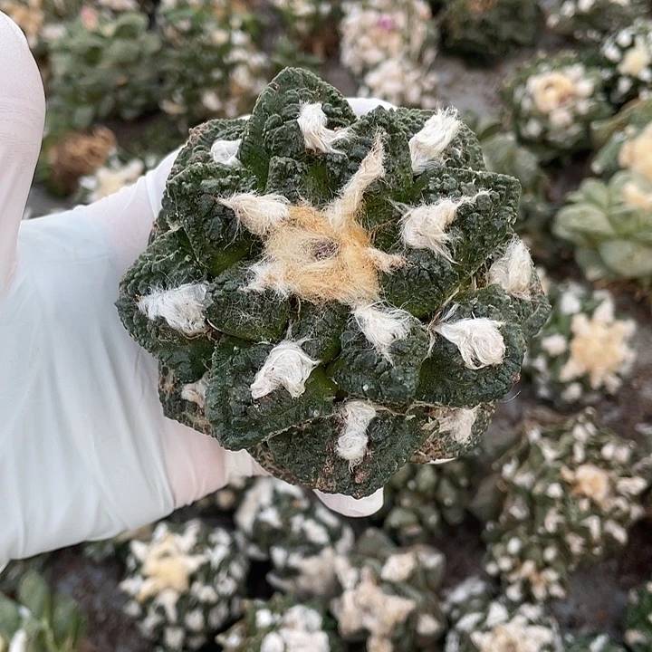 自根龟甲瑕疵特价不退换