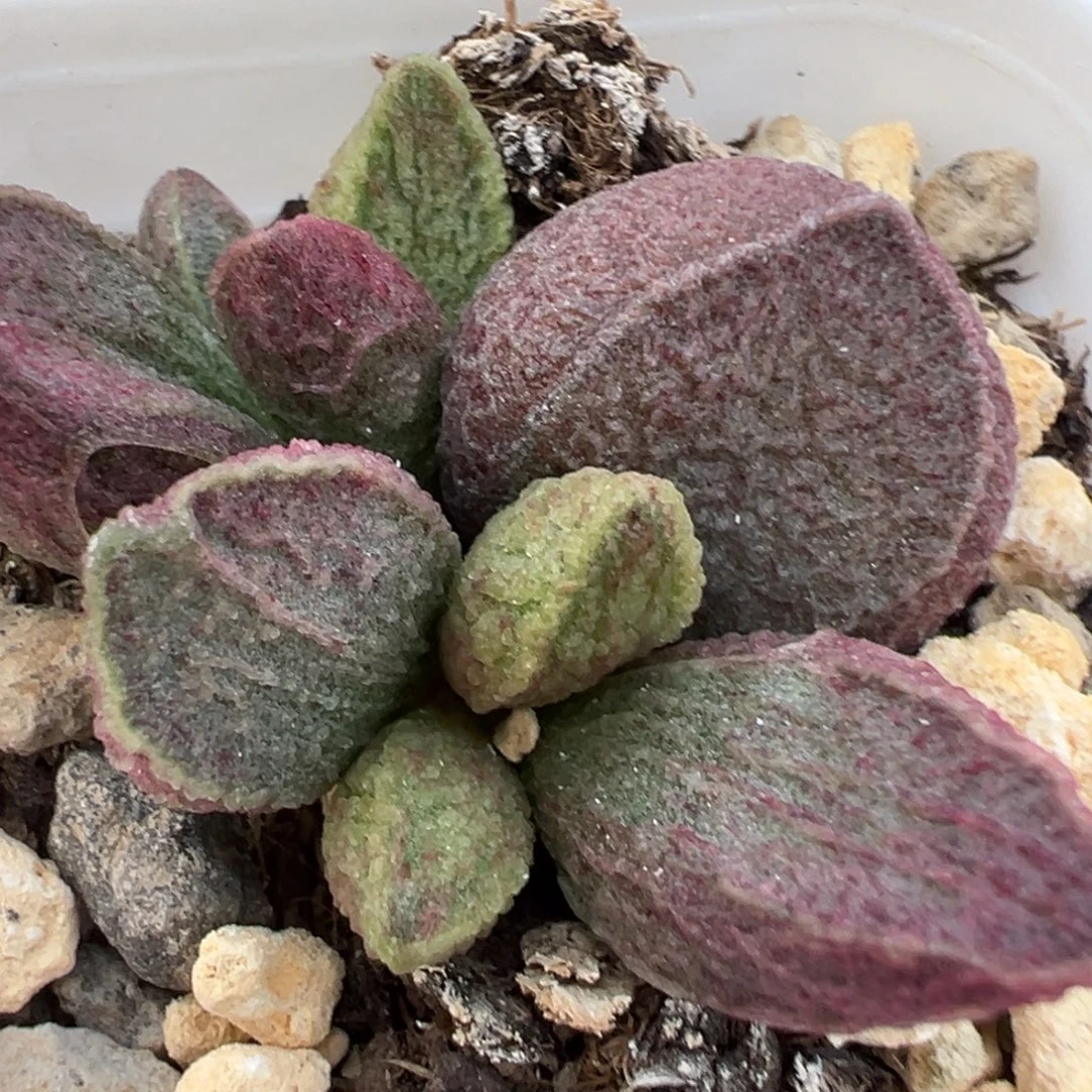 实生新品大苗多肉植物水泡