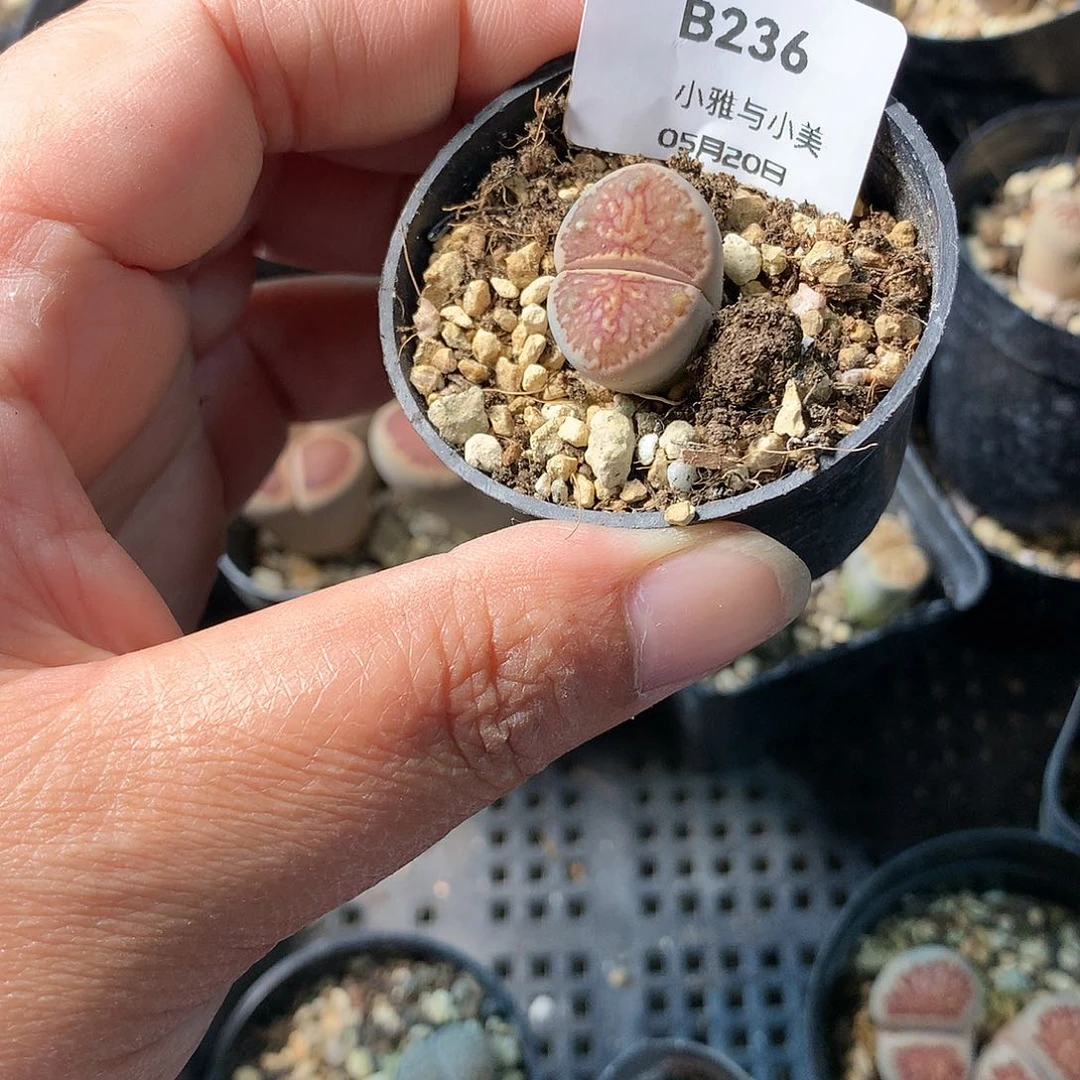 落***笨B236多肉植物保护研究所