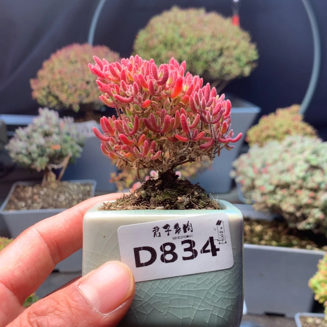 红麒麟834        带盆