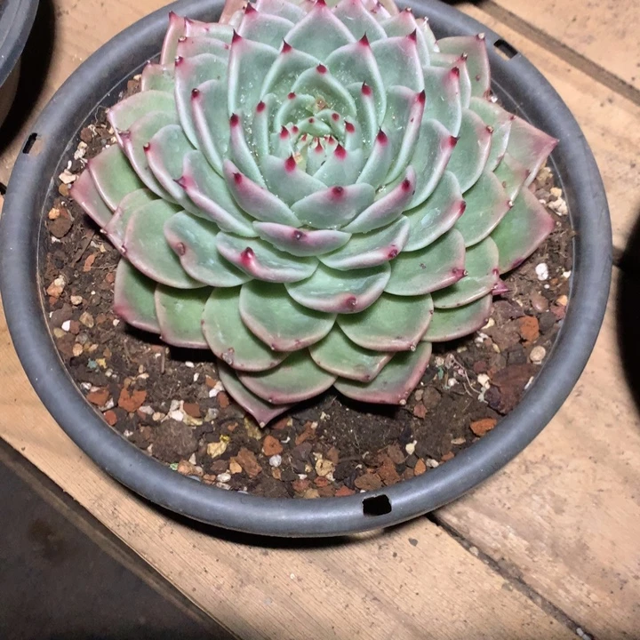 美肉特价活动开始了