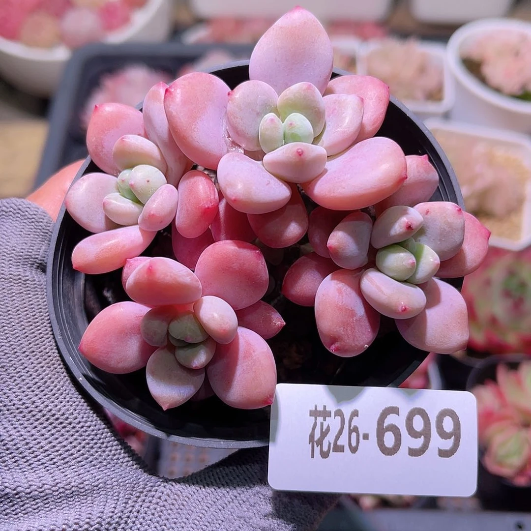 花26-699洛神群生