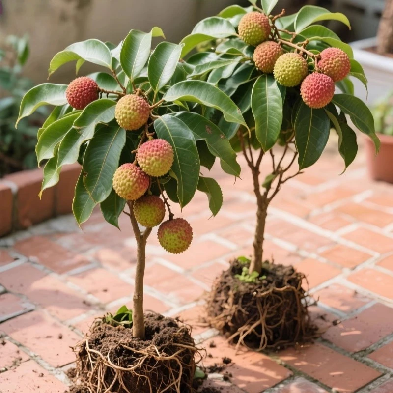 荔枝树苖无核桂味果树盆栽妃子笑水果树苗仙进奉地栽果苗当年结果