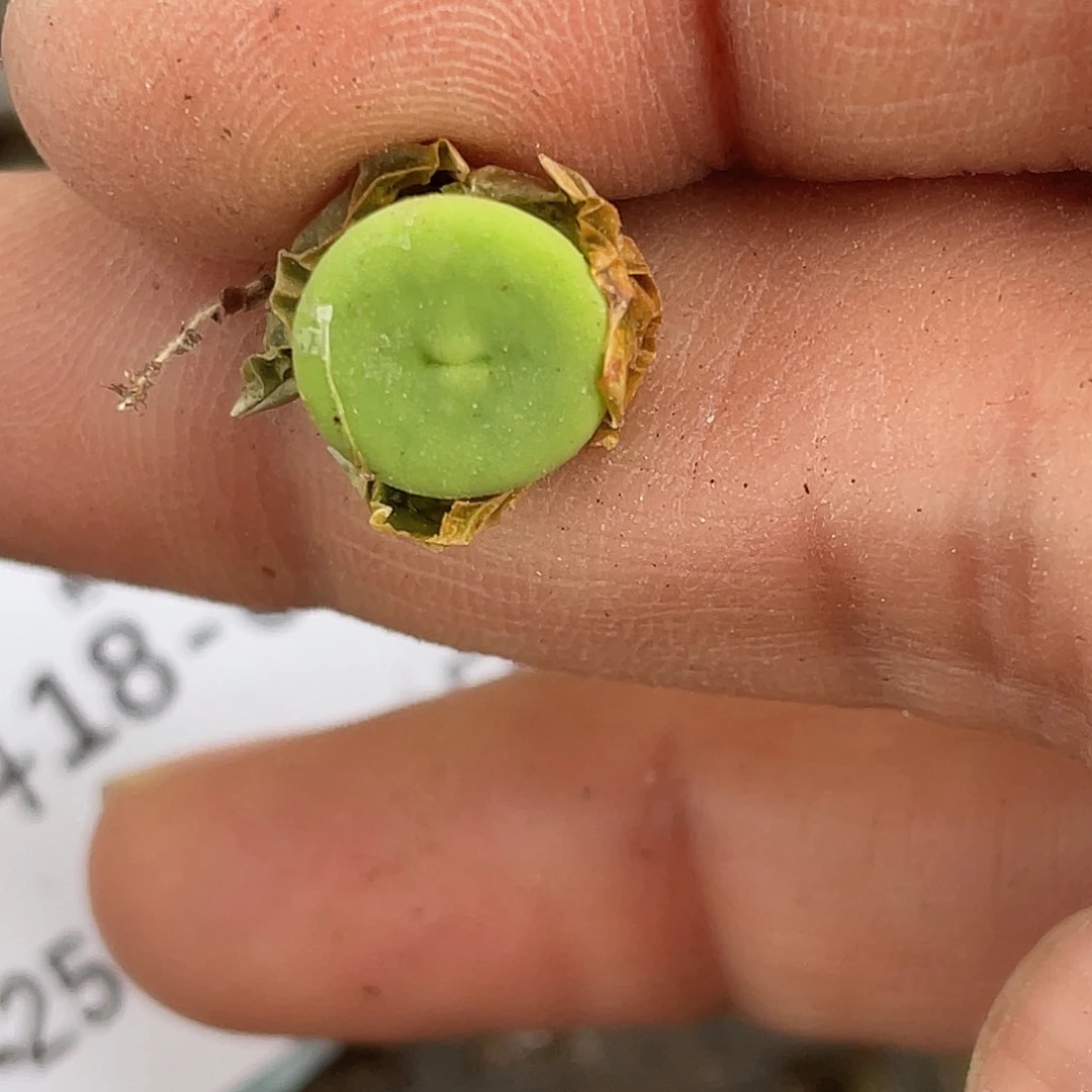 18-61嘴多肉植物