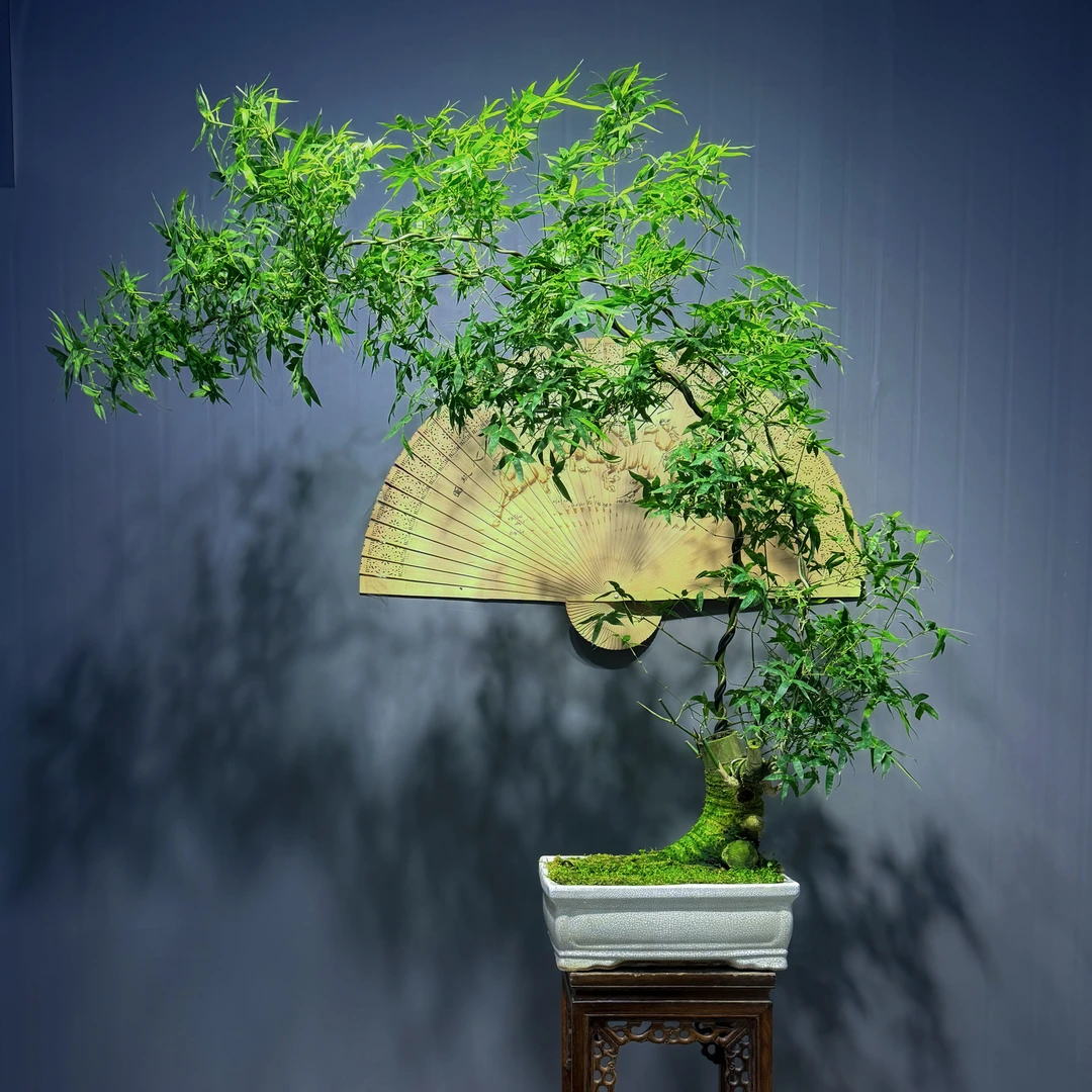 一款精致百搭款簕竹，将传统元素与现代家居完美融合，增添装饰品味