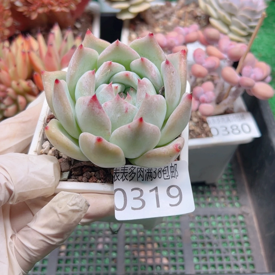 多肉一物一拍植物0319