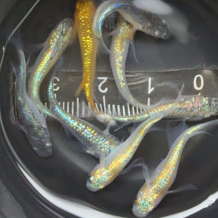 青鳉鱼混搭星光15号