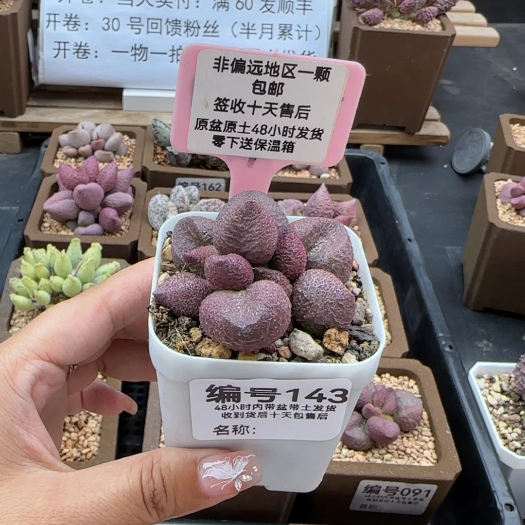 143水蜜桃多肉植物
