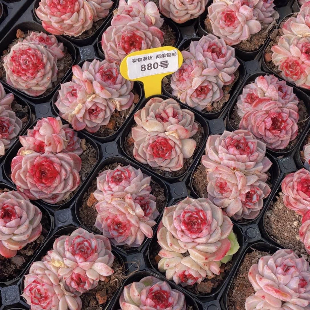 880号红丝绒糖心天鹅绒双头起一个不包整