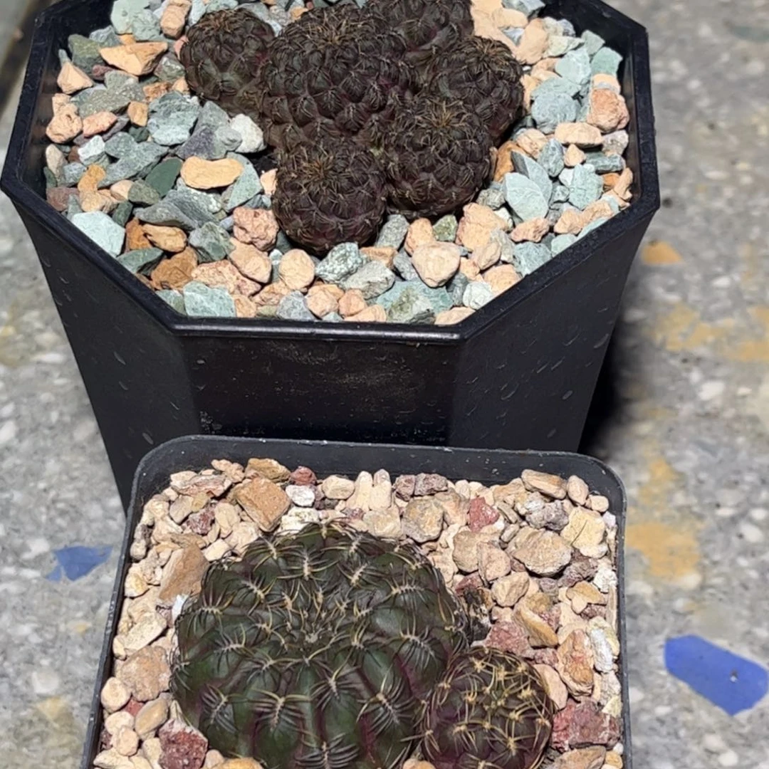 侧芽扦插繁殖带盆发货