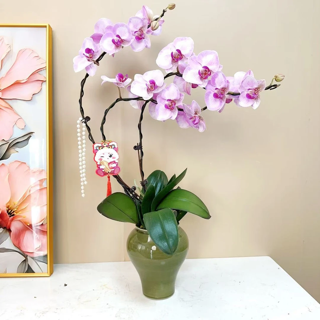 A级【淑女】精品 蝴蝶兰