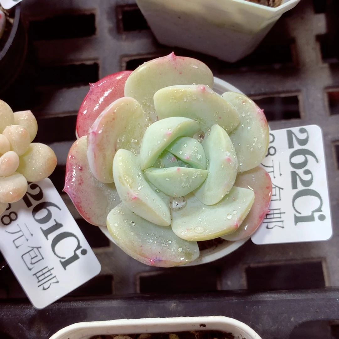 5厘米盆精控多肉262