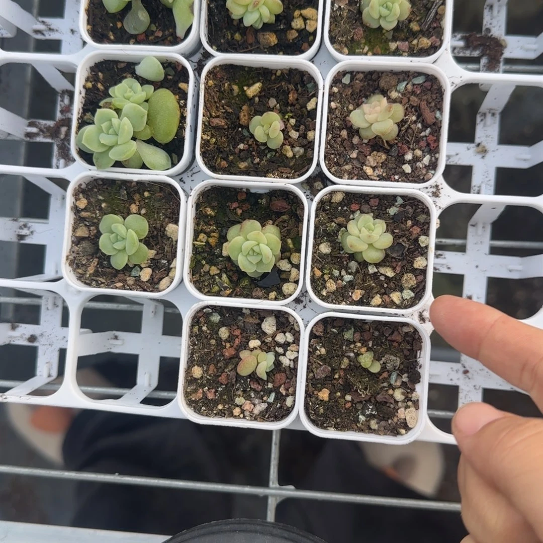云渺盆一个满25包邮
