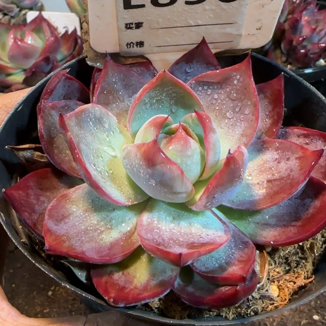 惊鸿一物一拍包装收缩花旱856