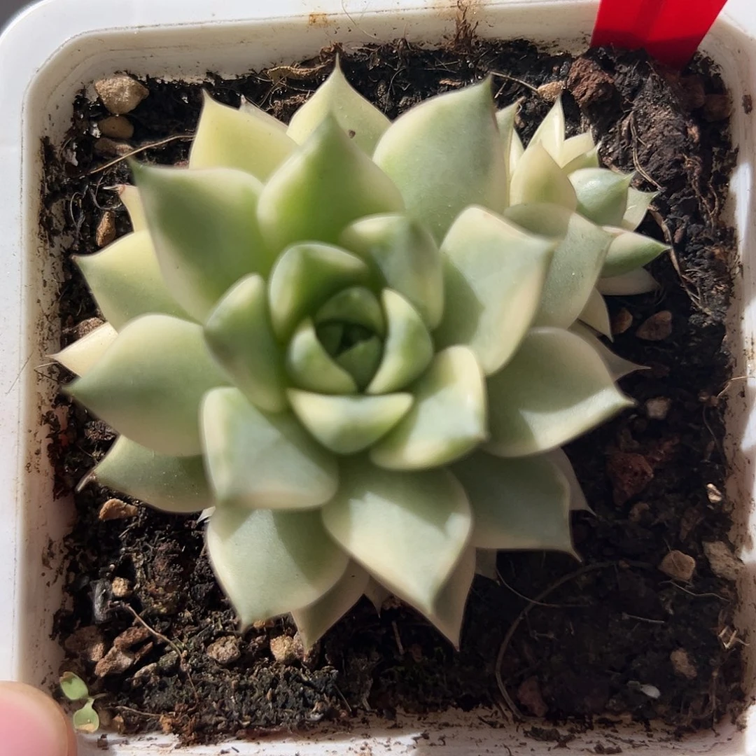 不开花植物2114号法比奥拉锦多肉