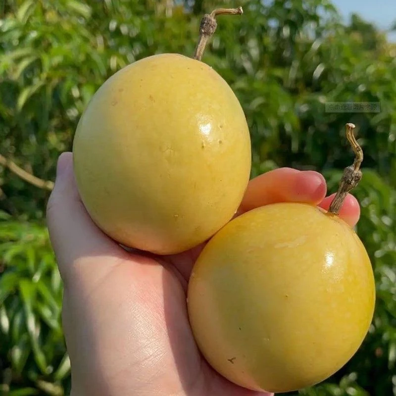 【极速发货】广西钦蜜9号黄金百香果1/3/5/9斤小中大新鲜整箱水果