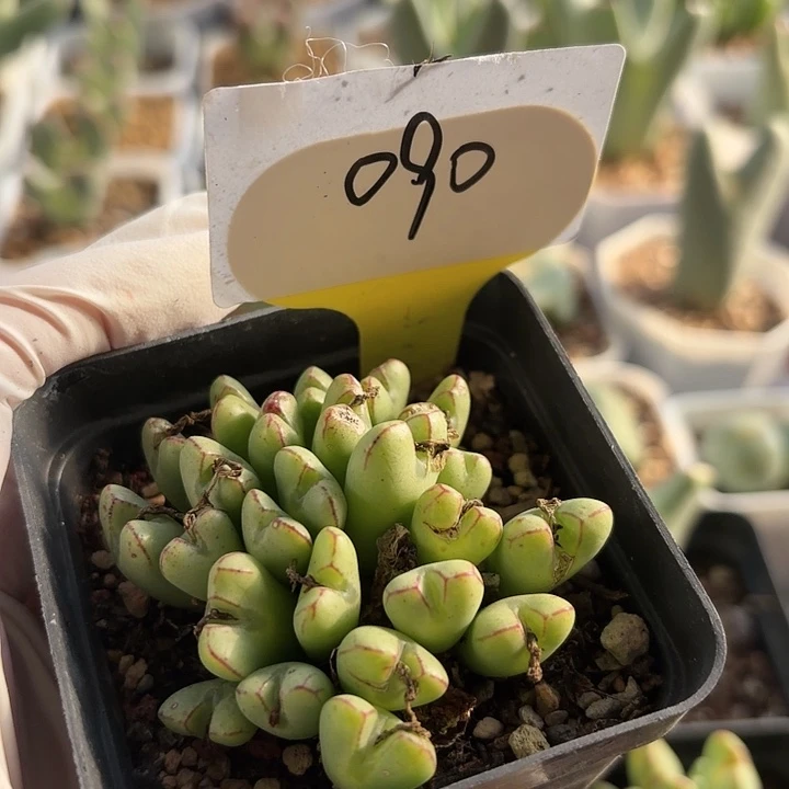 苹果手机没流量的原因