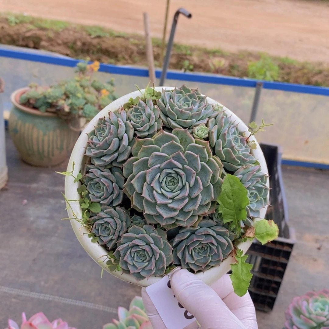 9135海滨格瑞一物一拍
