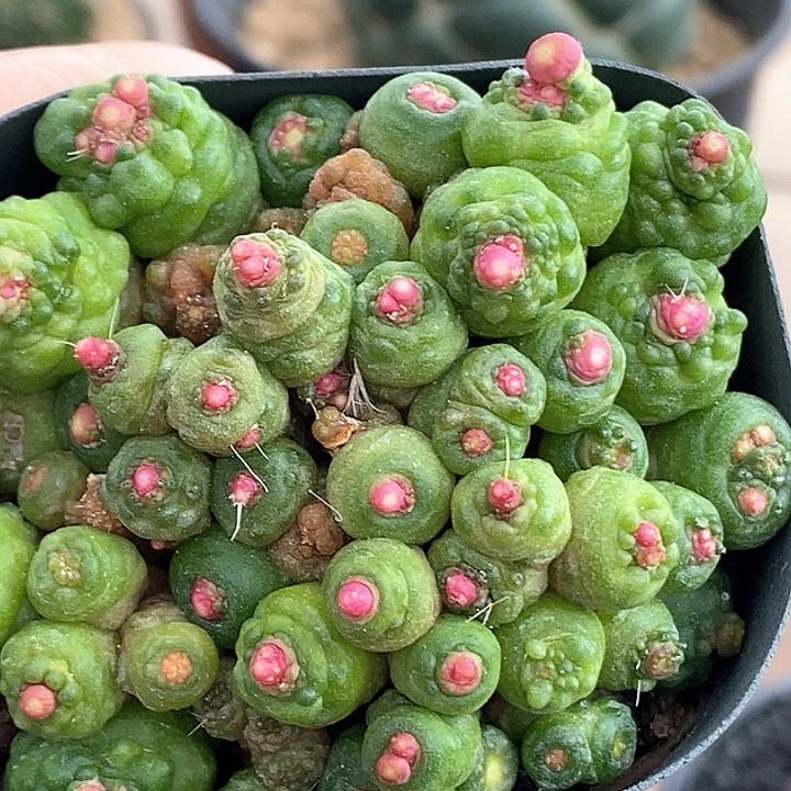 585高砂一点红哈哈哈哈