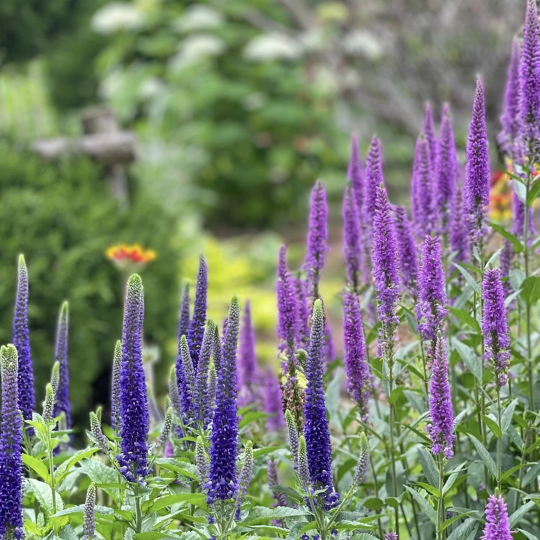 【穗花婆婆纳】 （五盆包邮 ）爆花机器花境植物氛围感花量大