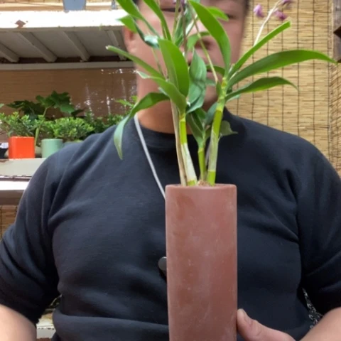 红陶沫****4一物一拍所见即所得93
