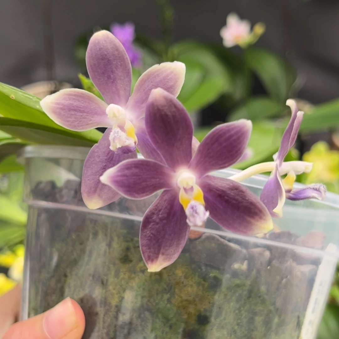 完全开放4寸盾花紫岳开花株