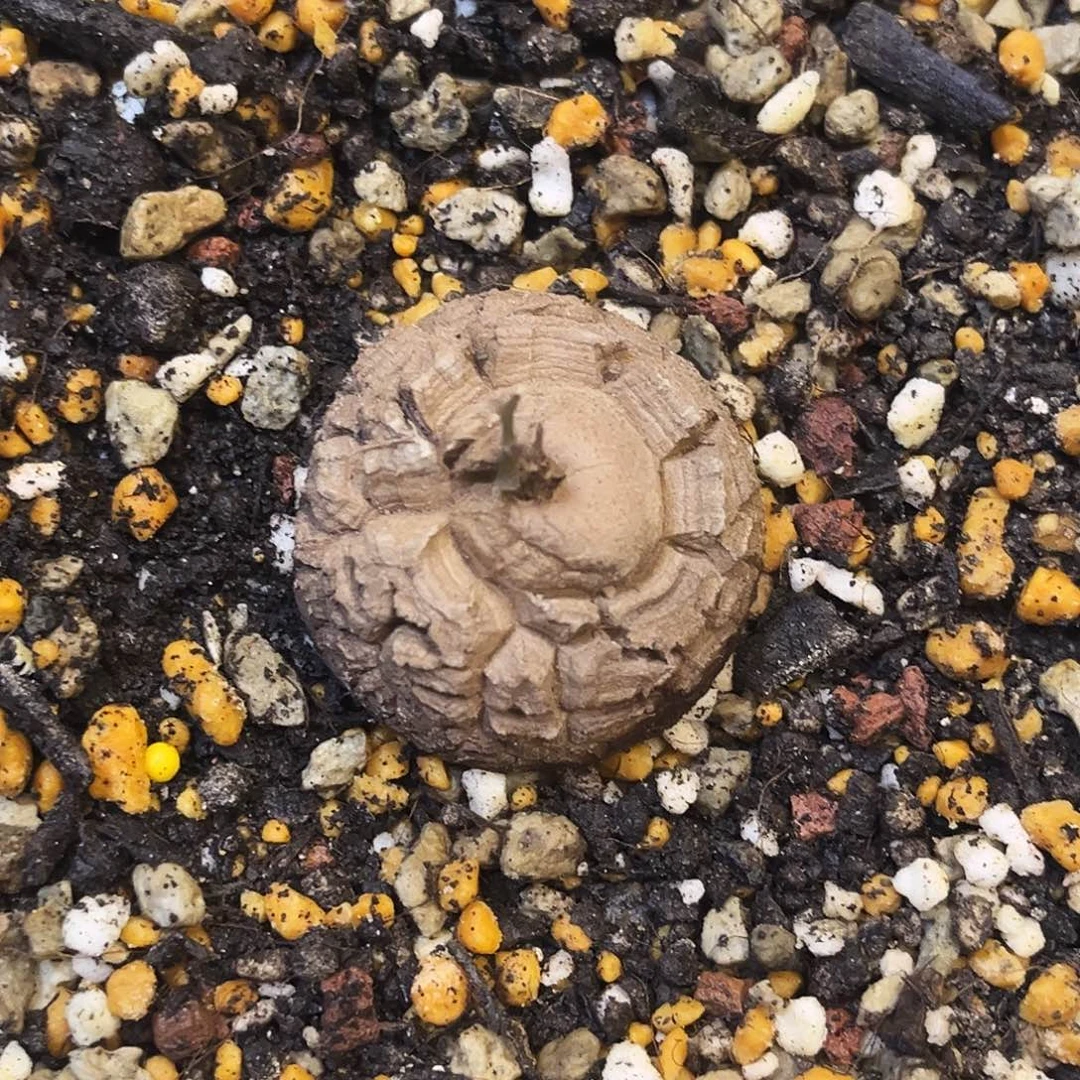 沐***宸643龟甲龙674675678