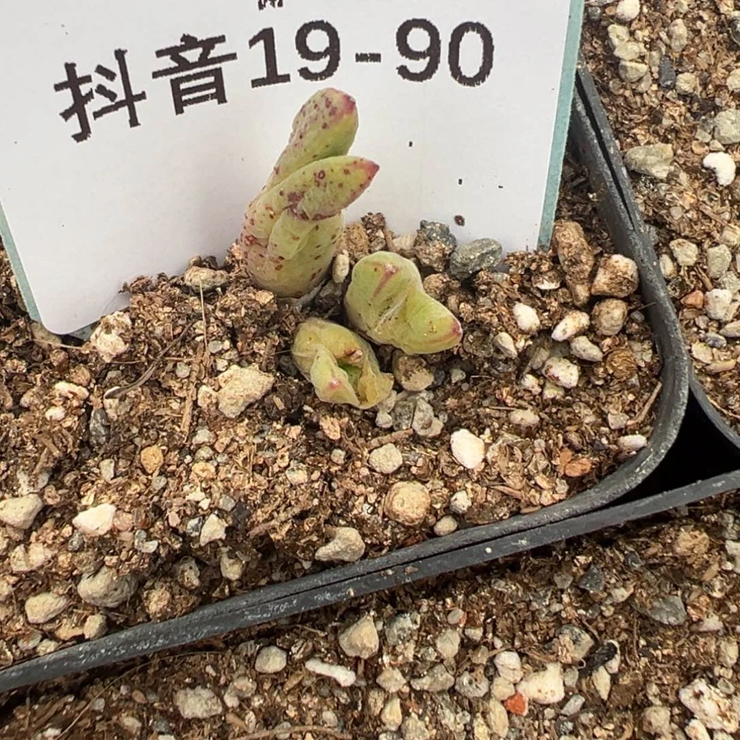 19-90肉锥多肉植物