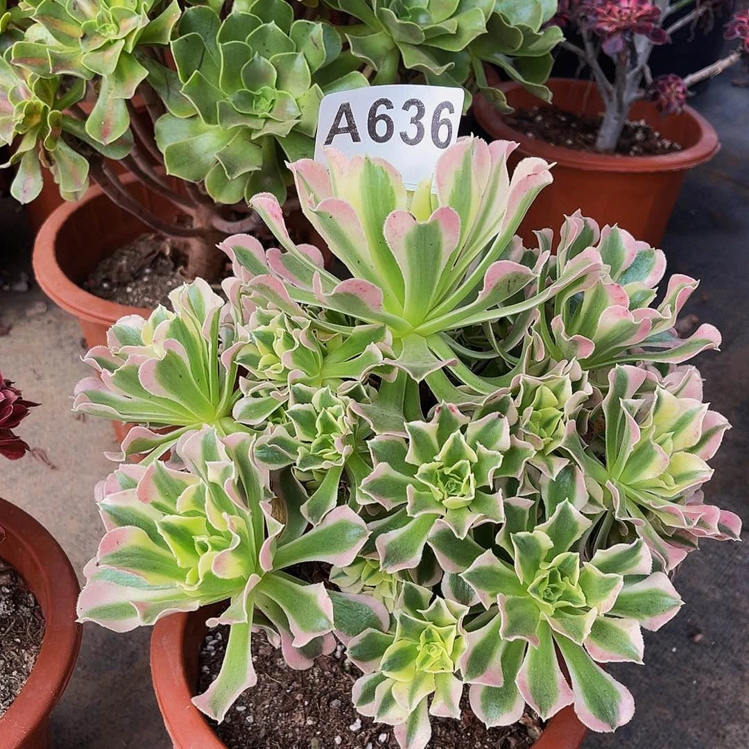 雨花石白风636拖土