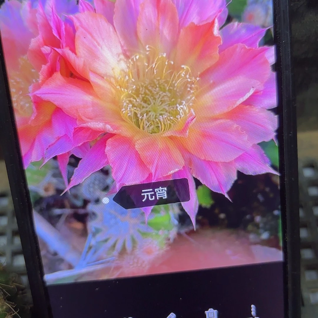 元肖彩侧牙20包邮仙人球41