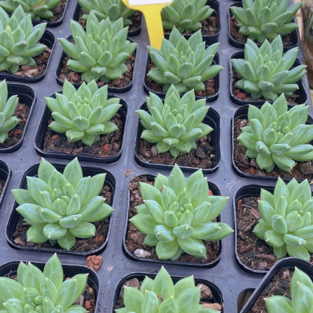 113号 新品甲骨文单头一个