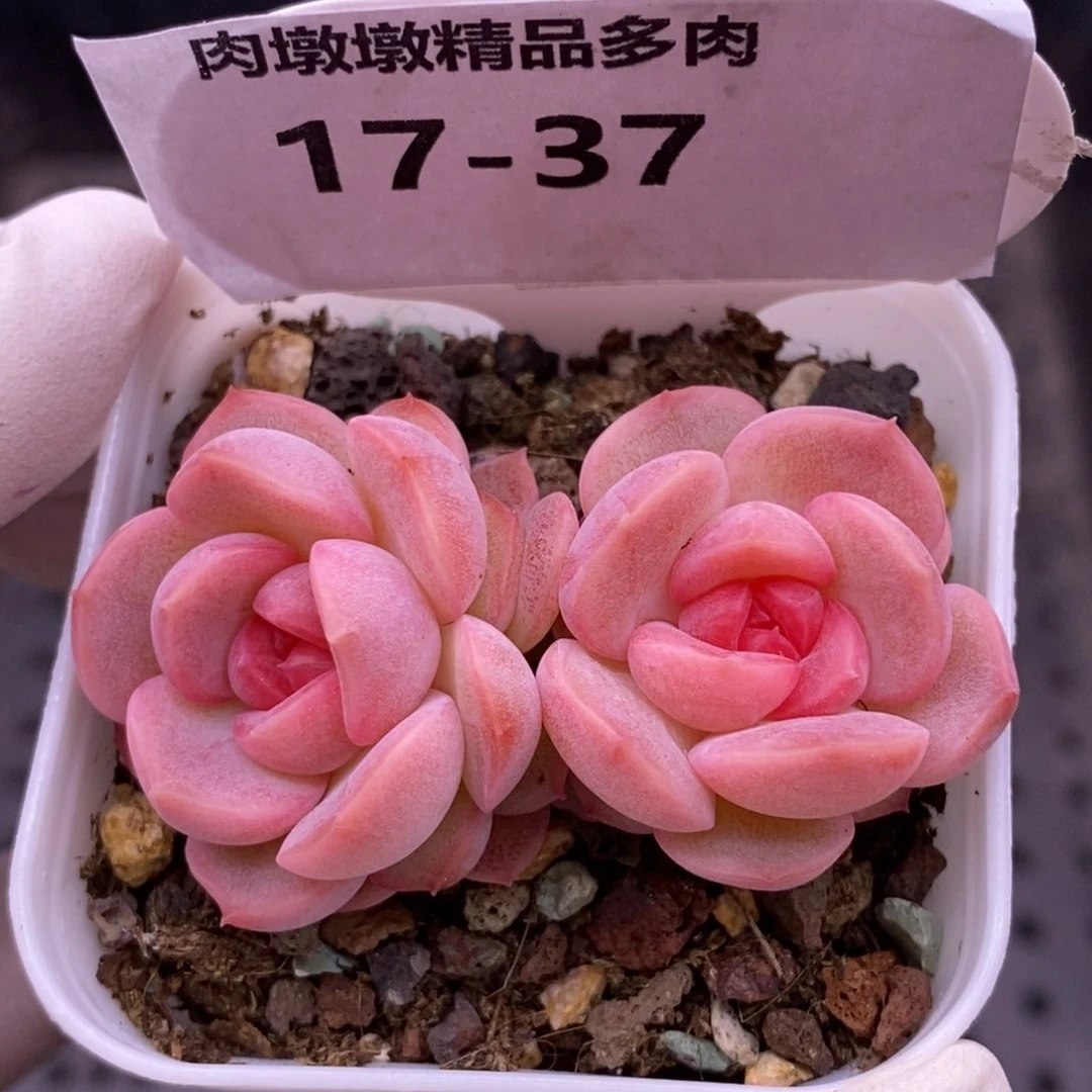 【闪购商品】17-37琴心