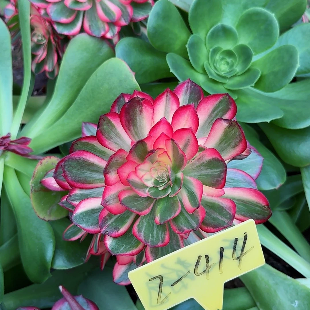 2-414--多头多肉植物